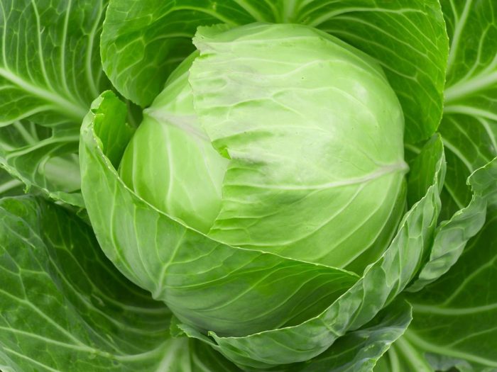 Fresh Broccoli