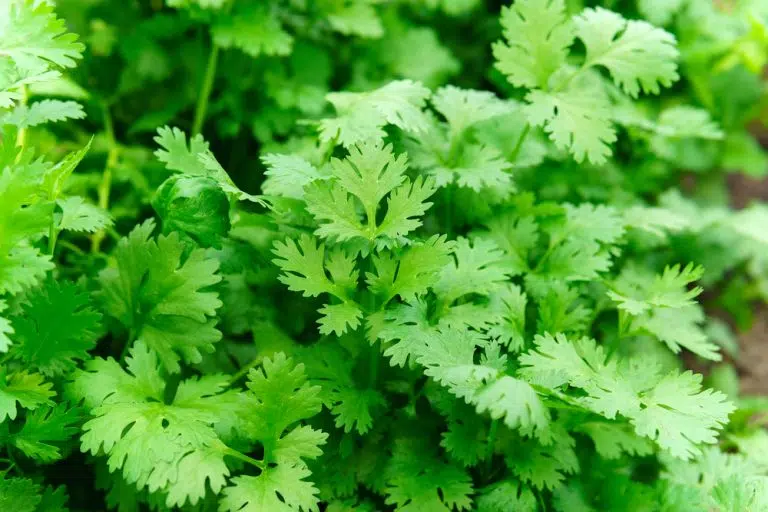Coriander Leaves